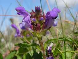 Image of selfheal