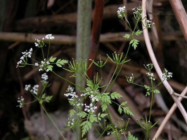 Image of chervil