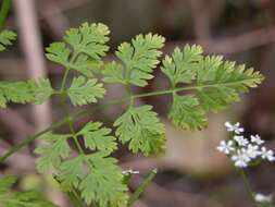 Image of chervil