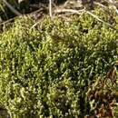 Image of elongate racomitrium moss