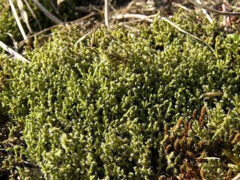 Image of racomitrium moss