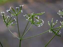 Image of chervil