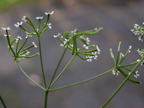 Image of chervil