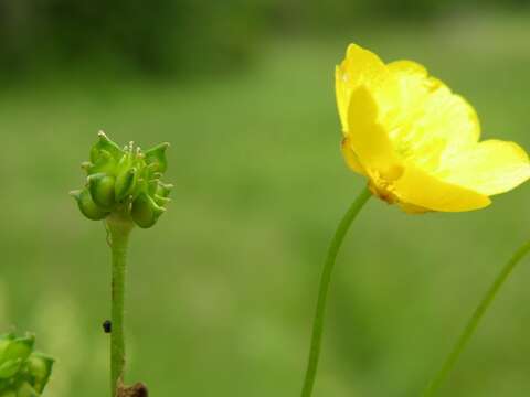 Imagem de Ranunculus