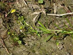 Image of Lesser Spearwort