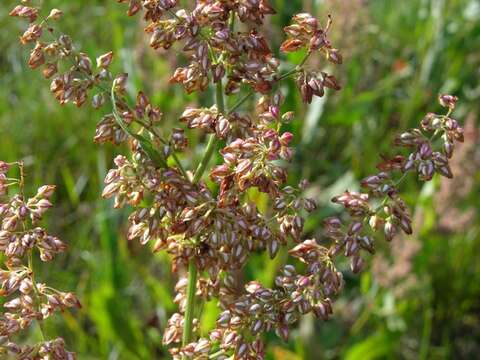 Imagem de Rumex hydrolapathum (Scop.) Hudson