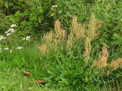 Image of Narrow-Leaf Sorrel