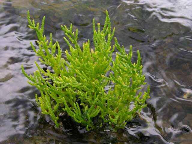 Image of Glasswort