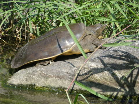 Image of Northern Chinese softshell turtle