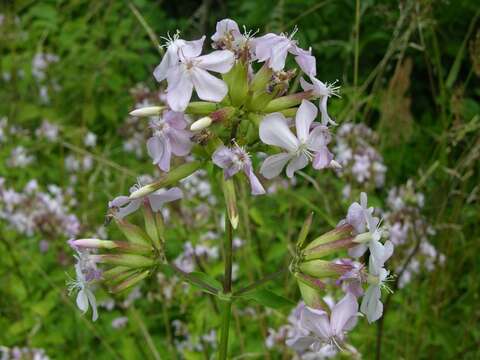 Image of Soapworts