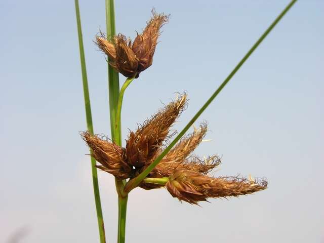 Image of bulrush