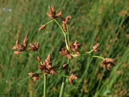 Image of bulrush