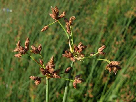 Image of bulrush