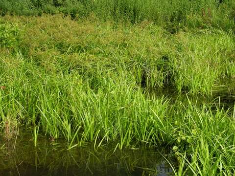 Image of Sedges