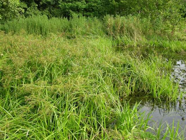 Image of Sedges