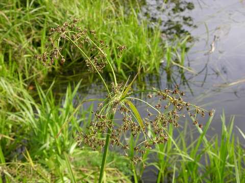 Слика од Scirpus