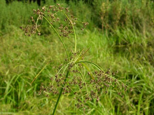 Слика од Scirpus