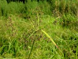 Слика од Scirpus