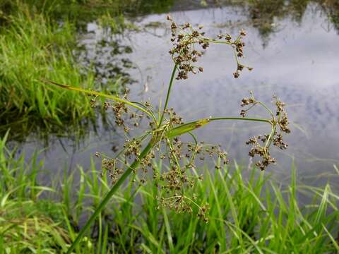 Image of Sedges