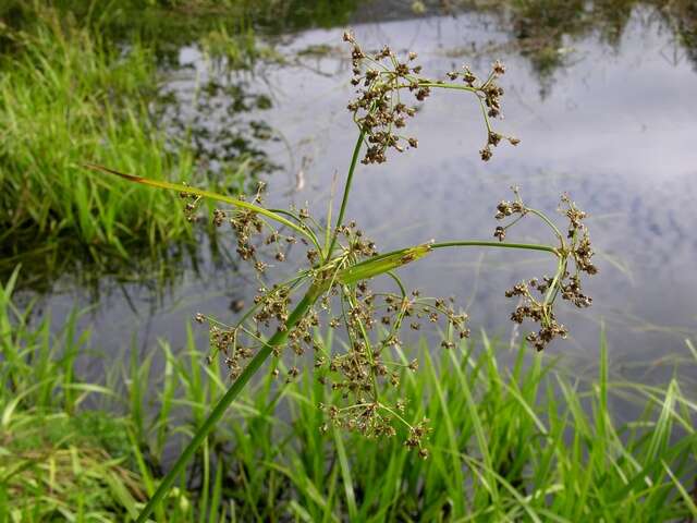 Слика од Scirpus