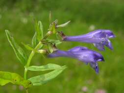 Image of Scutellaria hastifolia L.