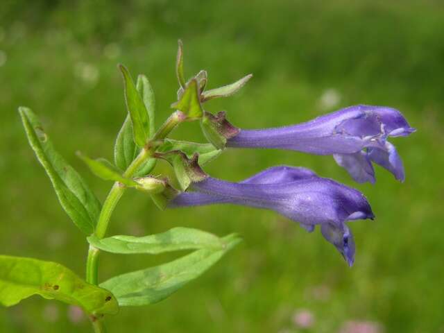 Scutellaria hastifolia L.的圖片