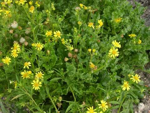 صورة Senecio squalidus L.