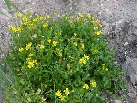 Image of oxford ragwort