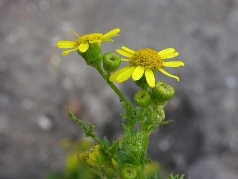 Image of oxford ragwort