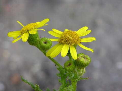 صورة Senecio squalidus L.