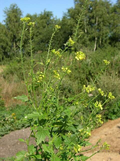 Image of mustard