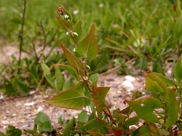 Image of Fallopia