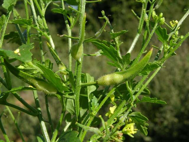 Image of mustard