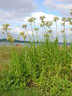 Image of sowthistle