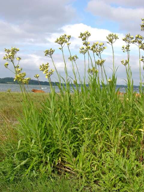 Image of sowthistle