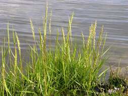 Image of cordgrass