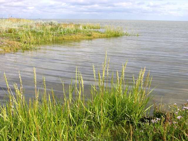 Image of cordgrass