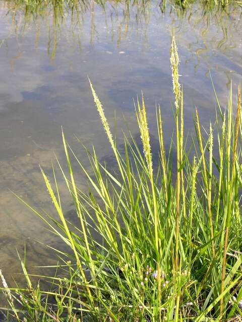 Image of cordgrass