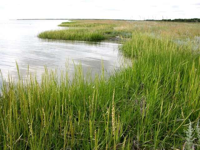 Image of cordgrass