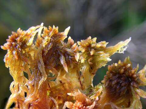 Image of sphagnum