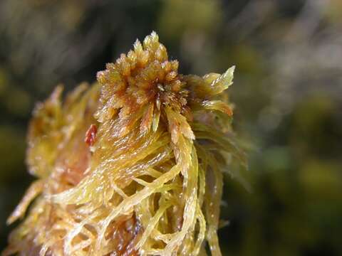 Image of sphagnum