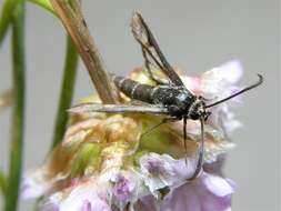 Image of <i>Synansphecia muscaeformis</i>