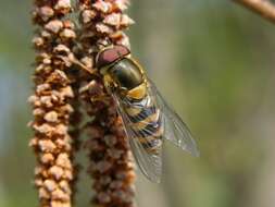 Image de Syrphus