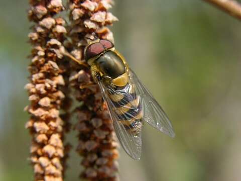 Image of Syrphus