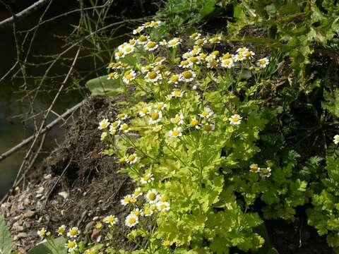 Image of tansy