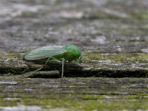 Imagem de Chironomidae