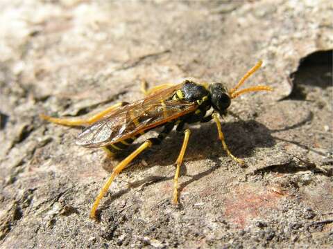 Image of <i>Tenthredo scrophulariae</i>