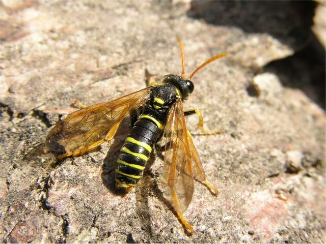 Image of <i>Tenthredo scrophulariae</i>