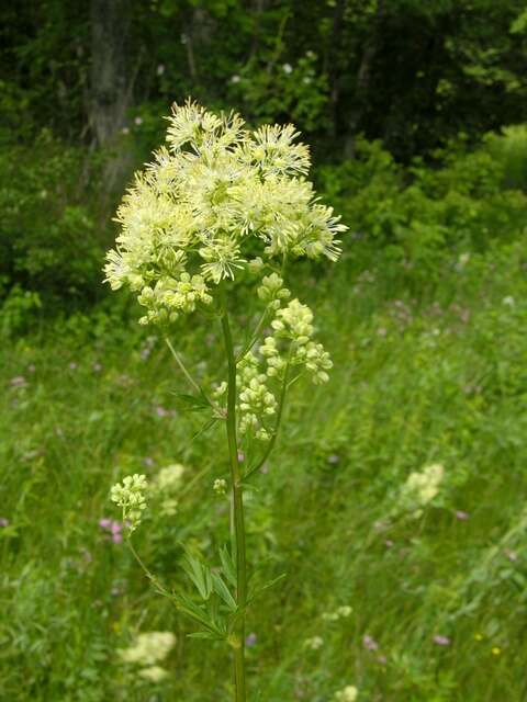 Image of meadow-rue