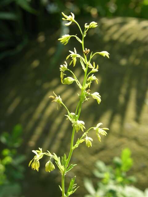 Image of Thalictrum simplex subsp. boreale (F. Nyl.) Á. & D. Löve